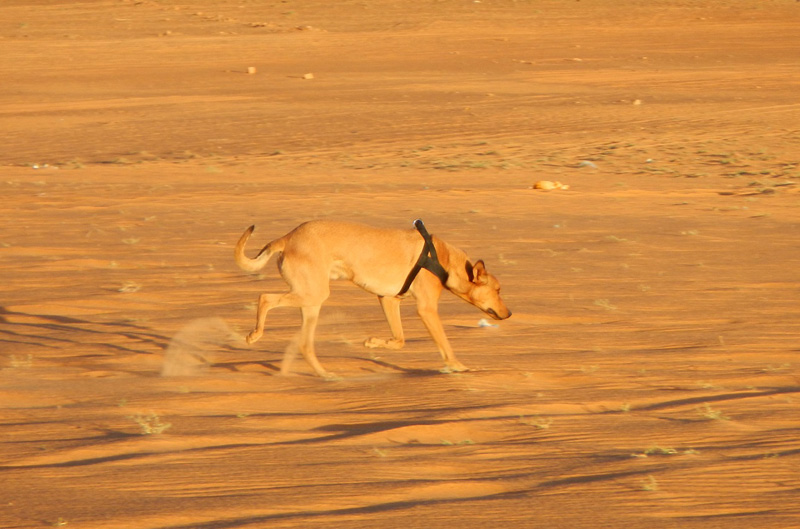 Ouarane